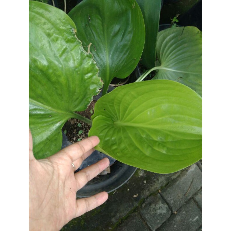 Keladi Bulat Keladi Tapak Kuda Shopee Indonesia