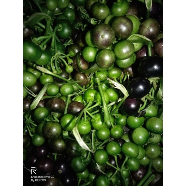 

Termurah lenca segar 1kg
