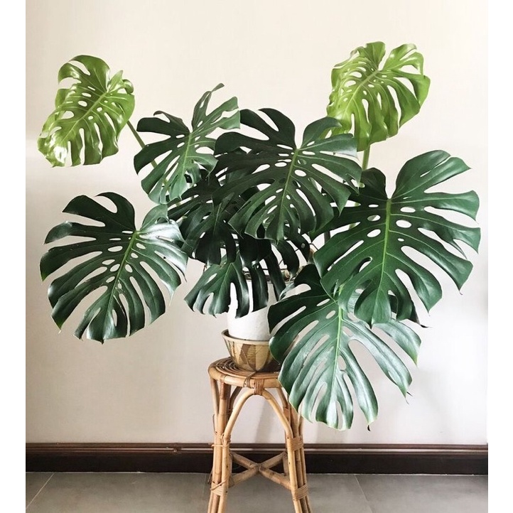 Philodendron Monstera Deliciosa King Tanaman Hias Murah Bunga Monstera Hidup Pohon Indoor Outdoor