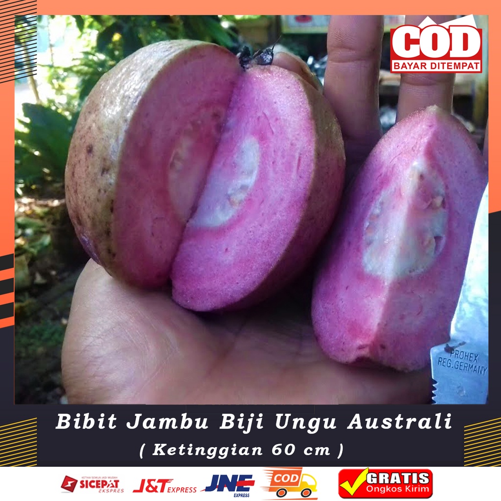Bibit JAMBU UNGU AUSTRALI Bibit Tanaman Jambu Biji Original BERGARANSI