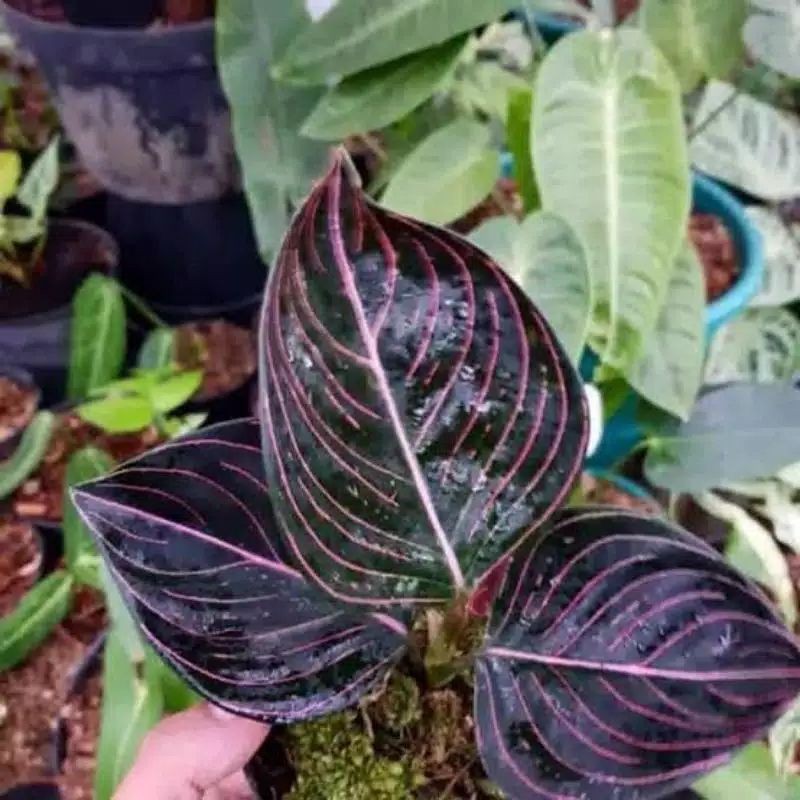 tanaman hias aglonema rotundum aceh - aglonema rotundum aceh