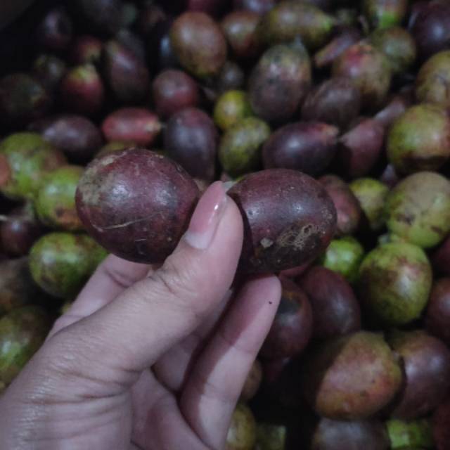 

Ready buah matoa asli Papua. 3 rasa dalam 1 gigitan ❤️