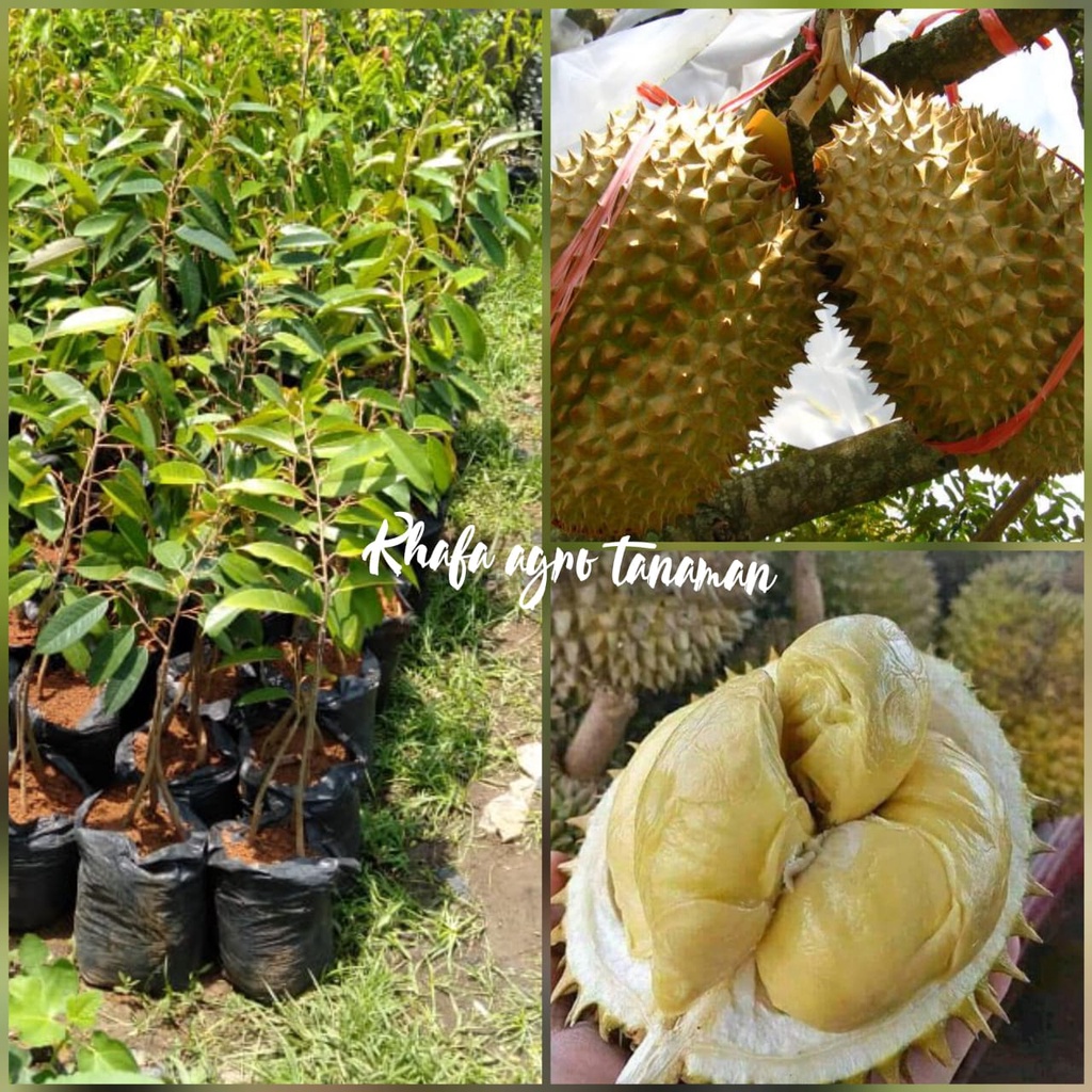 Bibit durian montong kaki tiga spesial