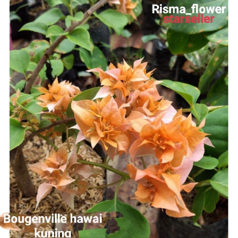 POHON BOUGENVILLE HAWAI BUNGA KUNING / TANAMAN HIAS BOUGENVILLE