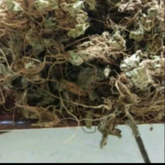 

Pegagan/antanan/daun tapal kuda/tapal kuda kering 100gram