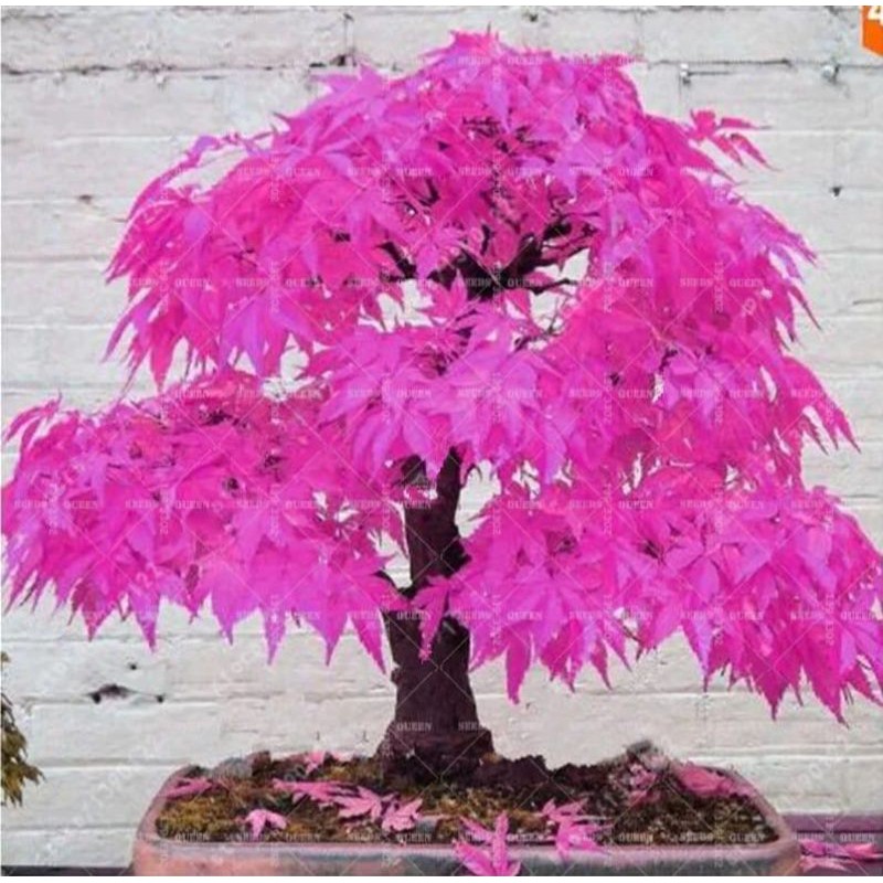 Benih Biji Pohon Japanese Maple Pink