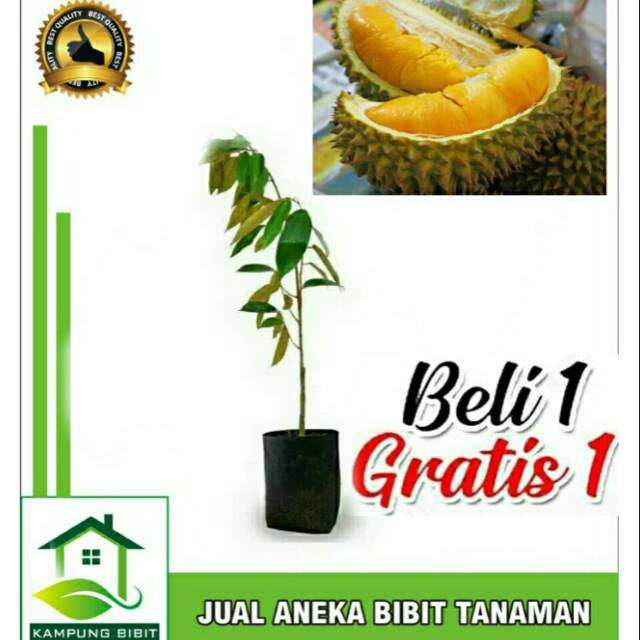 Beli 1 Gratis 1 Bibit Tanaman Durian Musangking Musang King