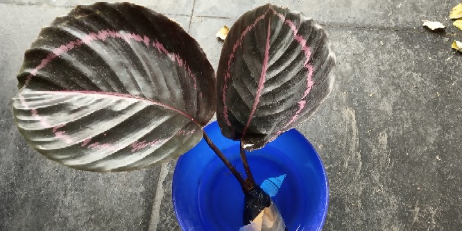 Tanaman Hias Calathea Black Lipstik - Pohon Kalatea Black Lipstik