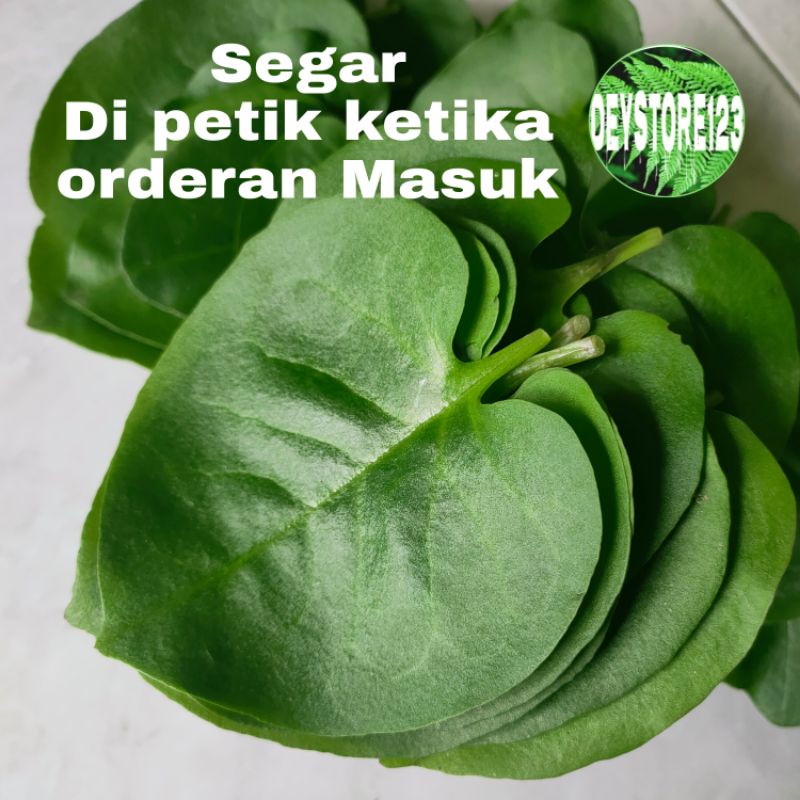 

Daun binahong hijou segar paket 500 Grm