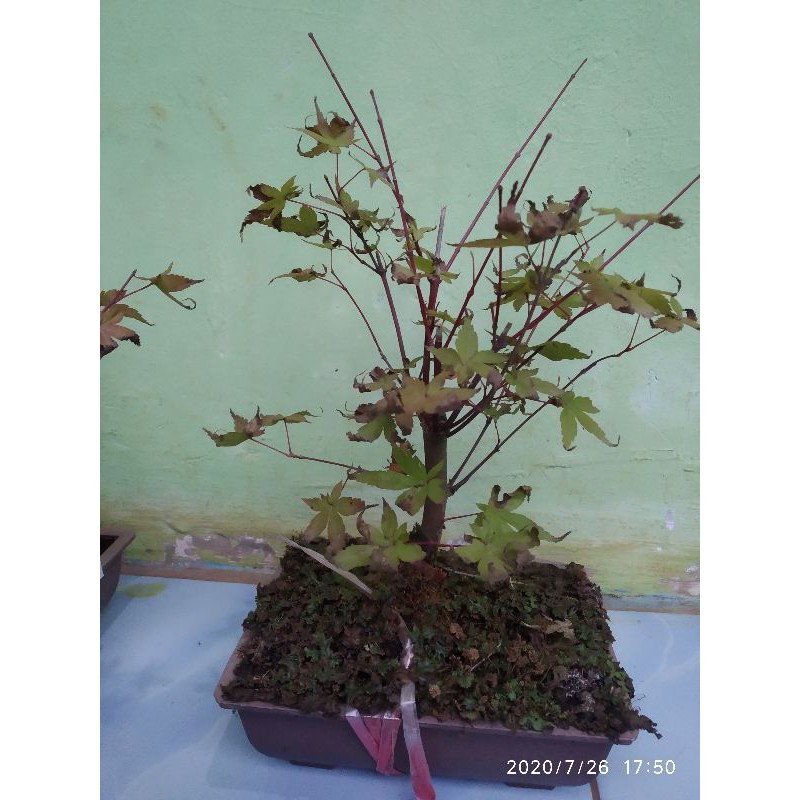 Pohon Maple Jepang (Acer Palmatum) Red Maple