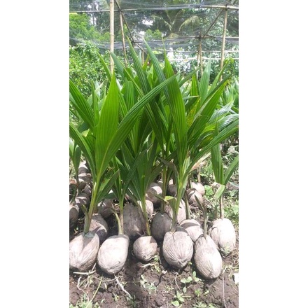 Bibit Kelapa Hibrida Wulung