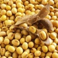 

Kacang Kedelai Mentah (Soy Bean)