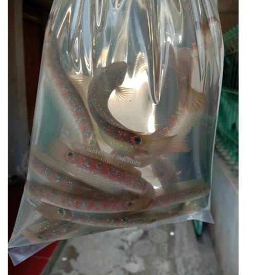 Berani Coba?✔️ ASIATIKA RS PURE 3-4CM AN / REd sTRIP | TERPOPULER | VIRAL | TIKTOK