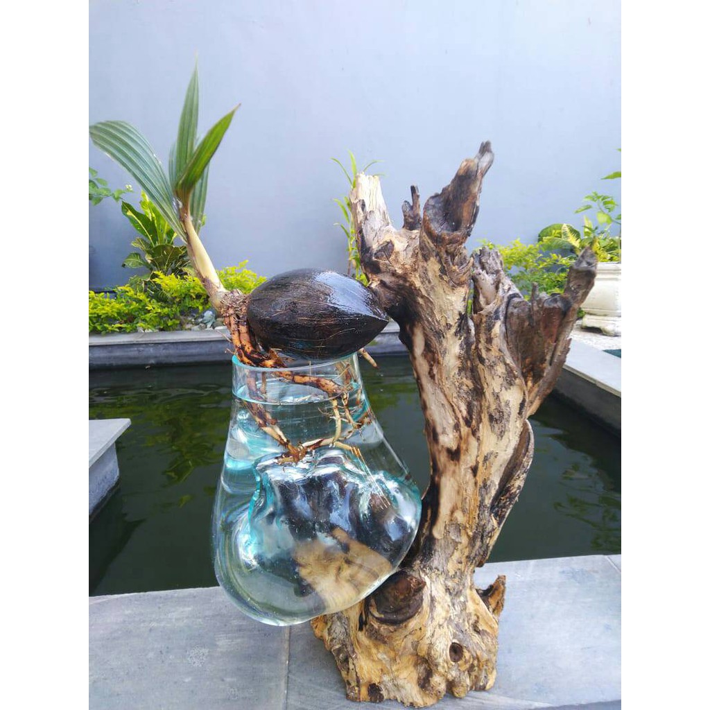 GLASS ON WOOD AQUARIUM BONSAI (SIZE 20CM) - IKAN HIAS - VAS KACA - PLANT - KELAPA - BONSAI