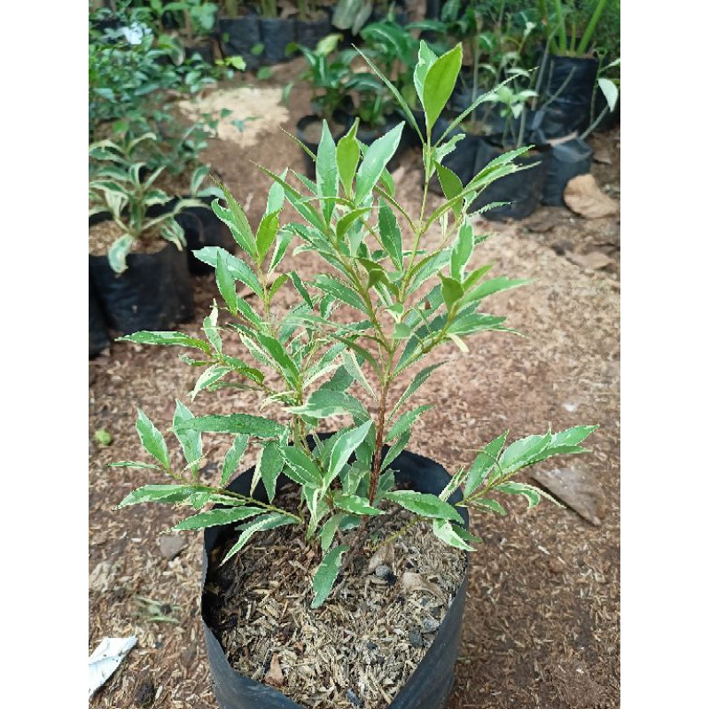 Tanaman Hias Pucuk Merah Varigata - pohon pucuk merah varigata