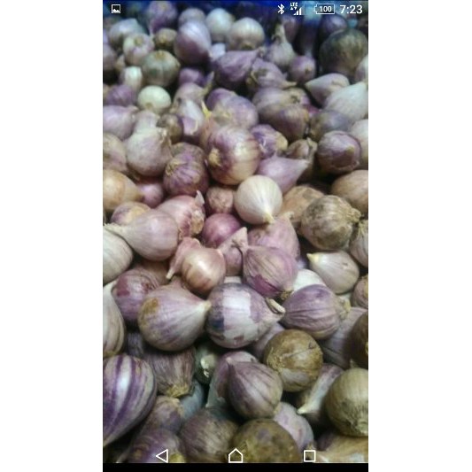 

Unik Bawang Putih Tunggal Lanang Obat per kg Diskon