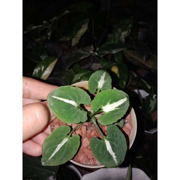 syngonium wendlandii round form