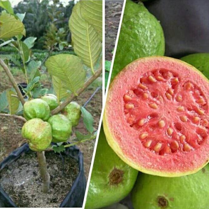 Biji Benih Bibit Jambu Biji Merah (Jambu Buavita) Kw1