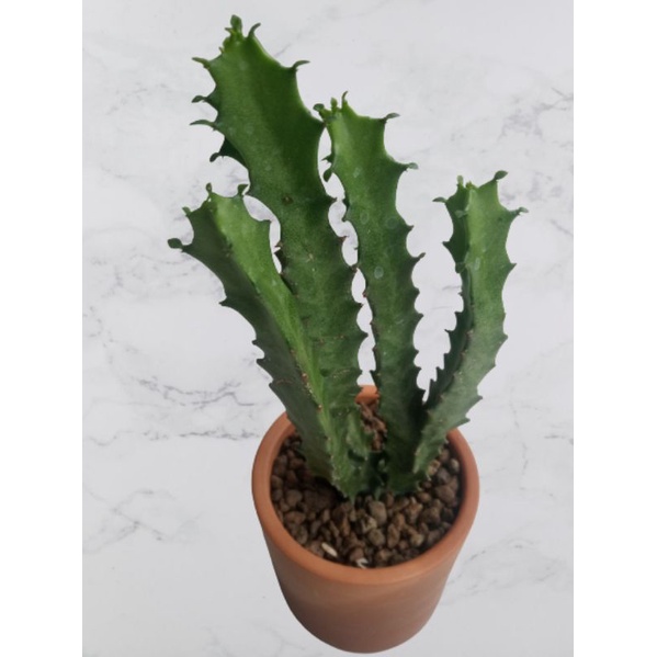 Kaktus Euphorbia Lactea | Dragon Bones | Euphorbia duri