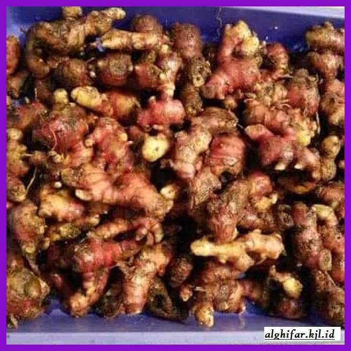 

lanoisidartdrink- jahe merah fresh 500 gr -asliii-bngittt.