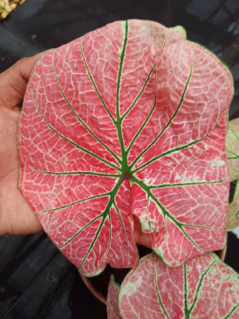 Tanaman Hias Caladium Arini Menari Shopee Indonesia