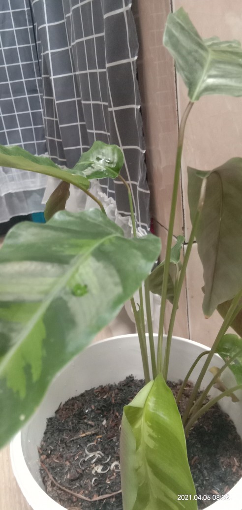 Tanaman Hias Keladi Pinokio