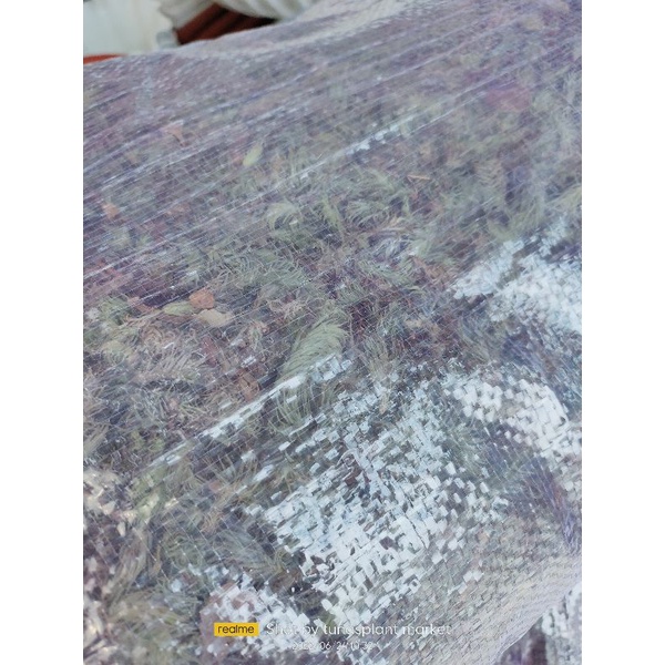 Lumut hidup 1 karung/ lumut moss media tanam tanaman hias