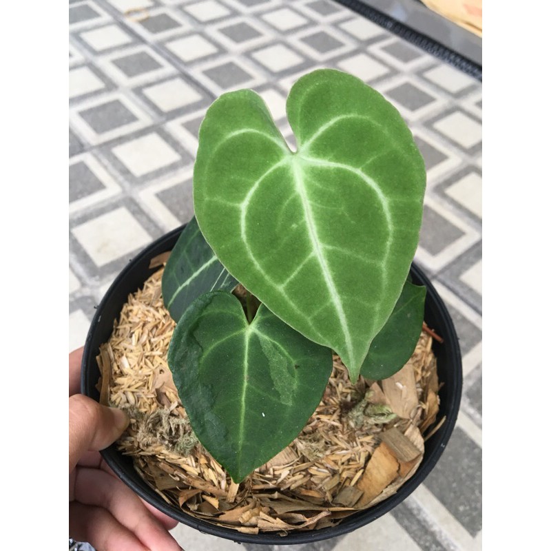 Kuping Gajah Tarantula ori