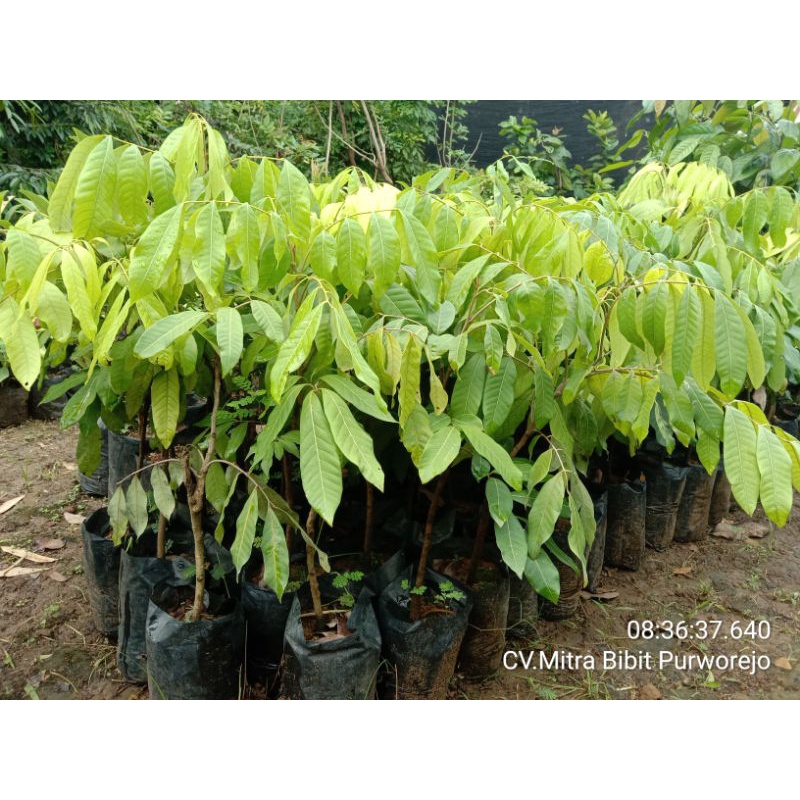 Bibit Kelengkeng New Kristal | Lengkeng Kateki