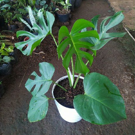 tanaman hias monstera deliciosa ukuran besar + pot putih  seperti di pict 5-7 daun tanaman hias mons