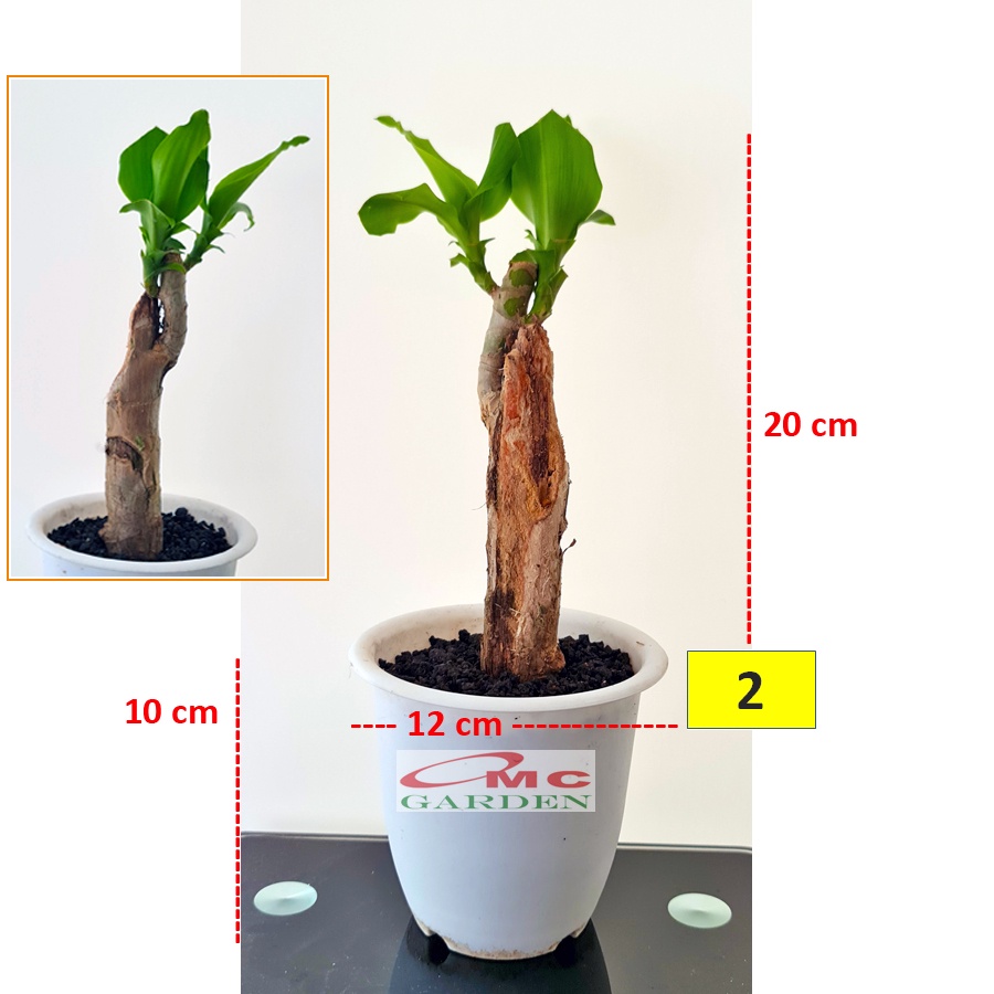 Tanaman Hias Bonsai Mame Dracaena Fragrans Massangeana Corn Plant Hijau Hanjuang Andong B-DFM-001