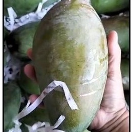 

mangga kiyojai