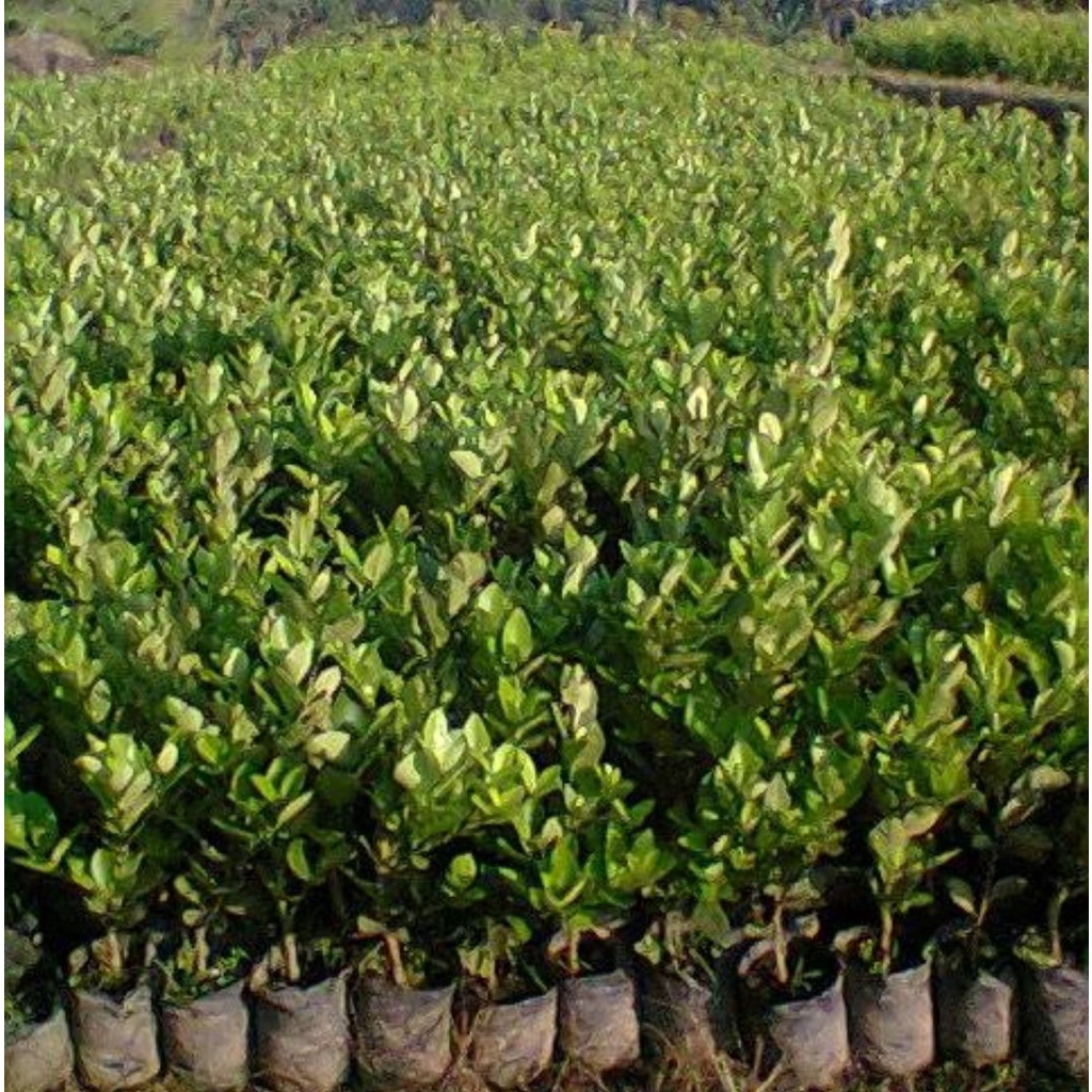 bibit jeruk lemon tea okulasi