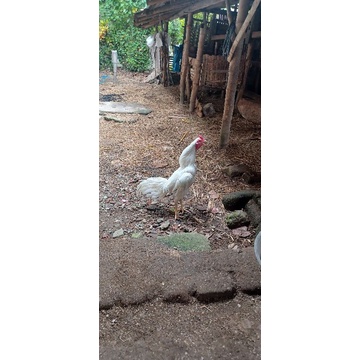 Ayam jago putih mulus