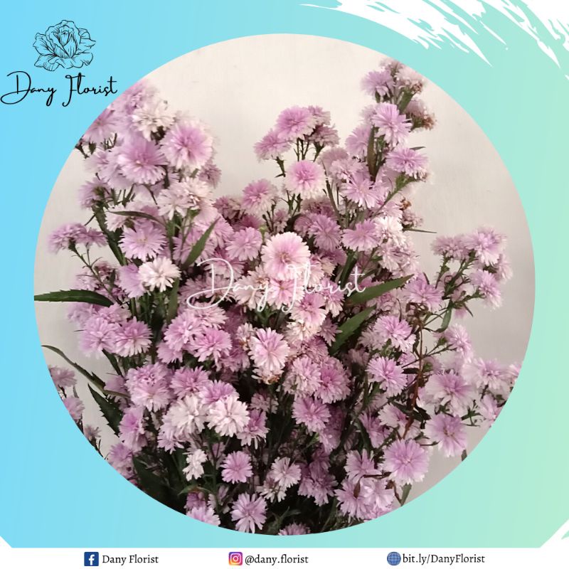 Bunga Potong Pikok Pink Tumpuk Per Ikat Murah