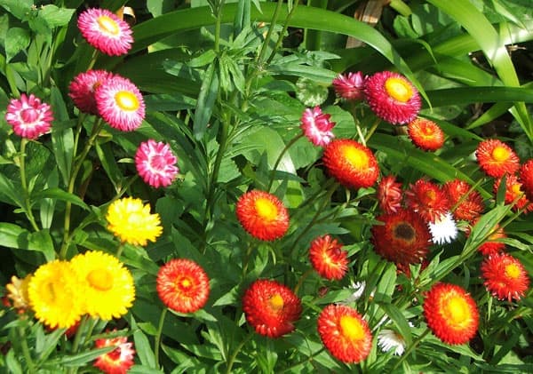 Haira Seed Bibit-Biji Bunga Strawflower Swiss Giant Mix