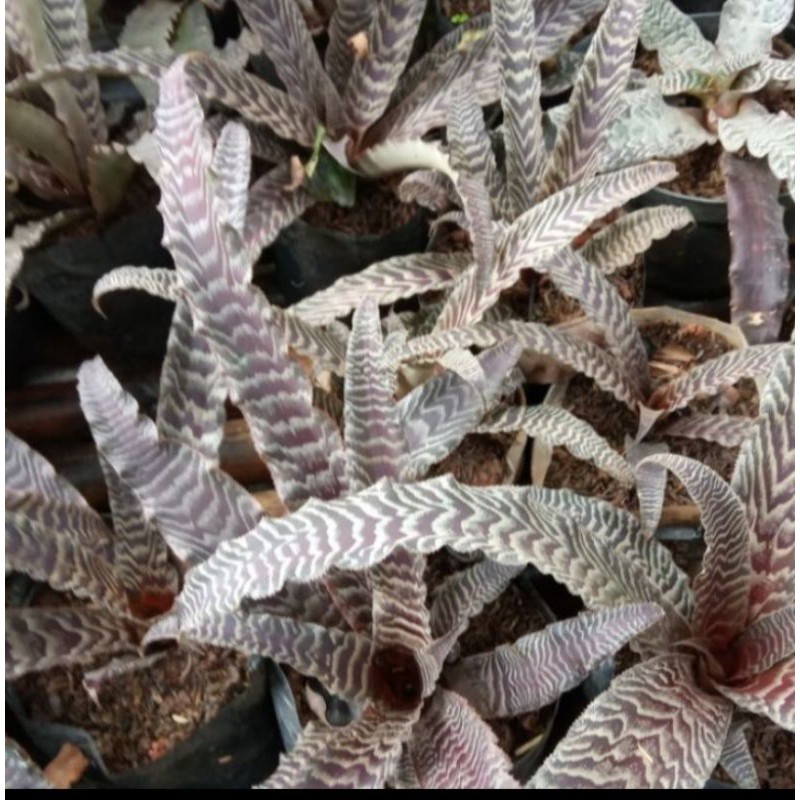 tanaman hias bromelia tokek - bromelia tokek