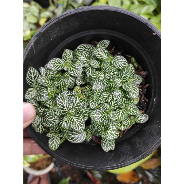 Fittonia putih tanaman hias