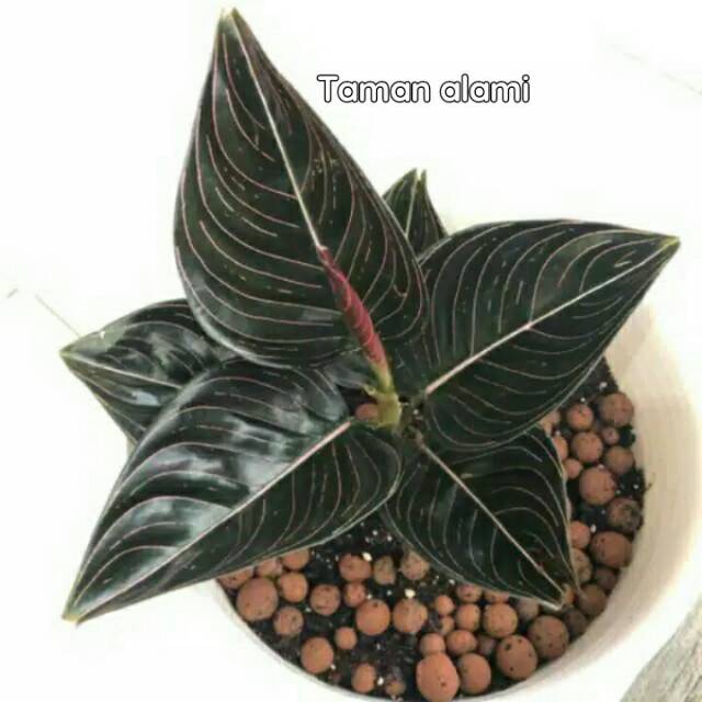 Tanaman hias aglonema rotundum aceh - aglonema rotundum aceh