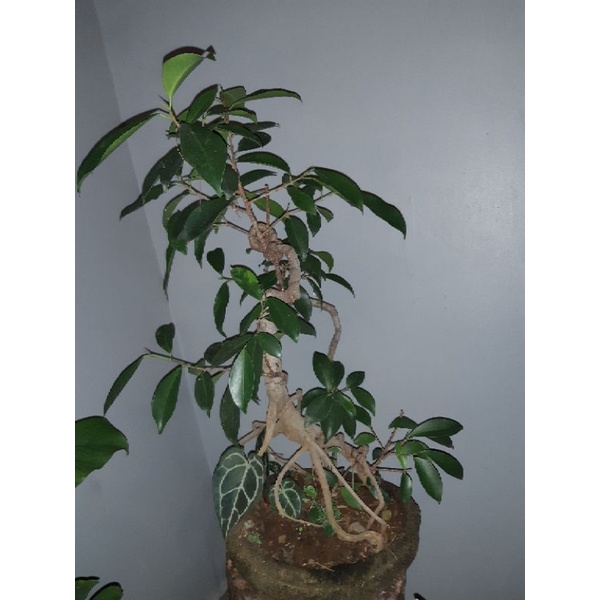 Bonsai karet iprik