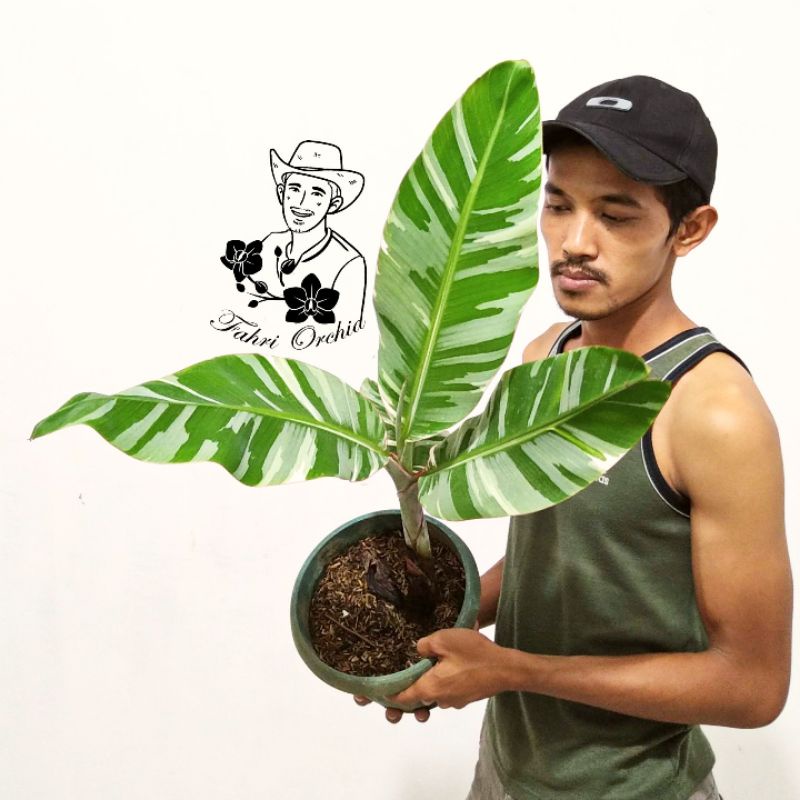 FahriOrchid - Pisang variegata, Musaeae variegata, Musa Florida variegata