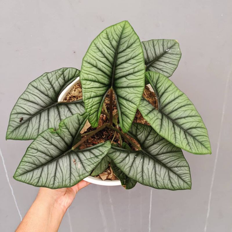 Alocasia bisma silver (indukan)