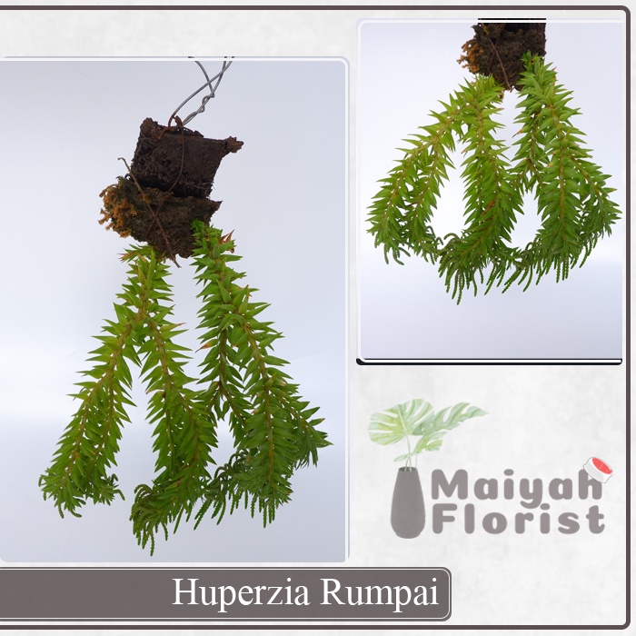 Tanaman Hias Huperzia Rumpai Lycopodium