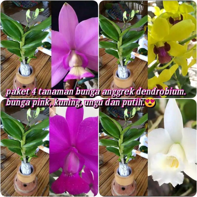 paket 4 tanaman anggrek dendrobium dewasa siap berbunga - anggrek dendrobium - tanaman bunga anggrek