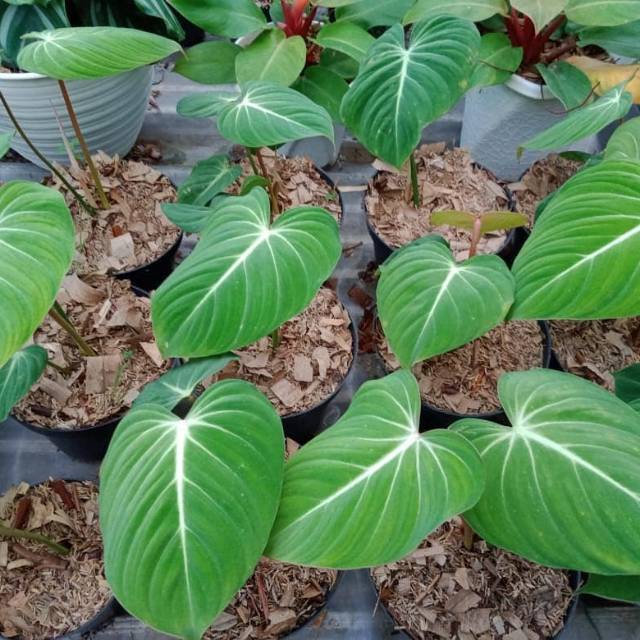 TANAMAN PHILODENDRON GLORIOSUM TANAMAN PHILO GLORIOSUM ZEBRA BUNGA PHILO