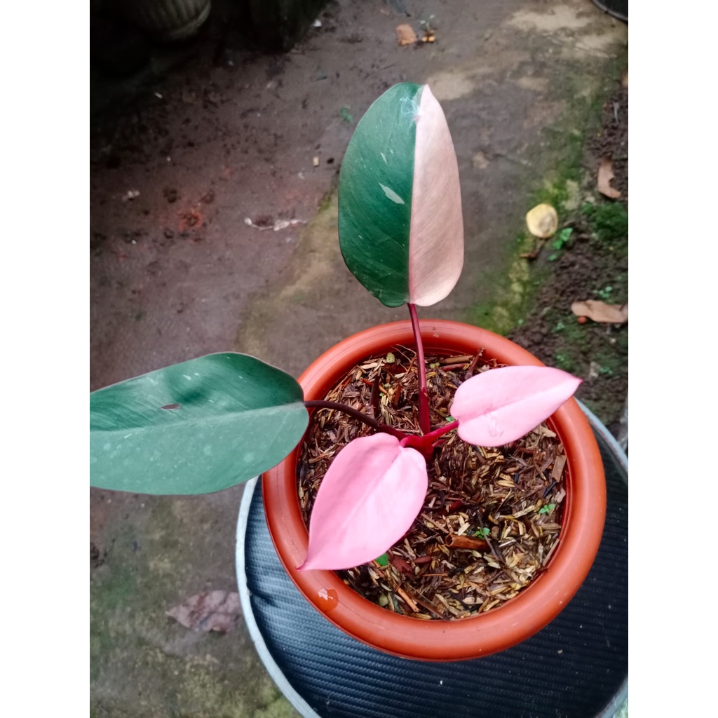 Philodendron Pink Princess Original / Philo Pink Princes
