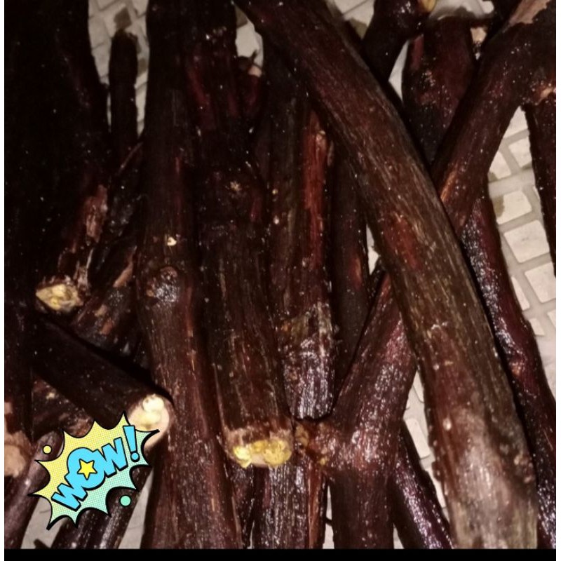 cutting anggur isabel&red master(RM) fress❄ untuk grafting an