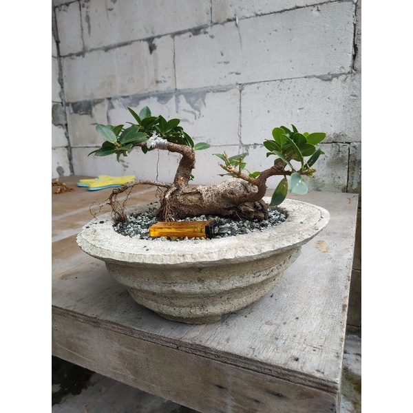 bahan bonsai beringin dolar