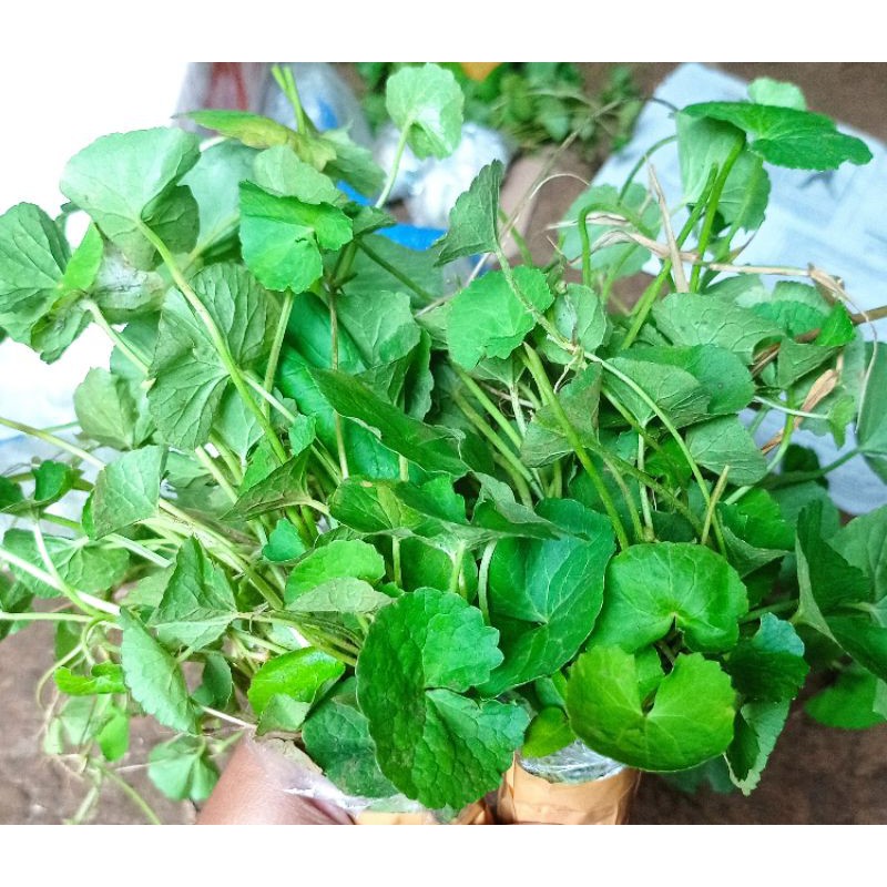 

pegagan segar/tanaman pegagan/daun pegagan