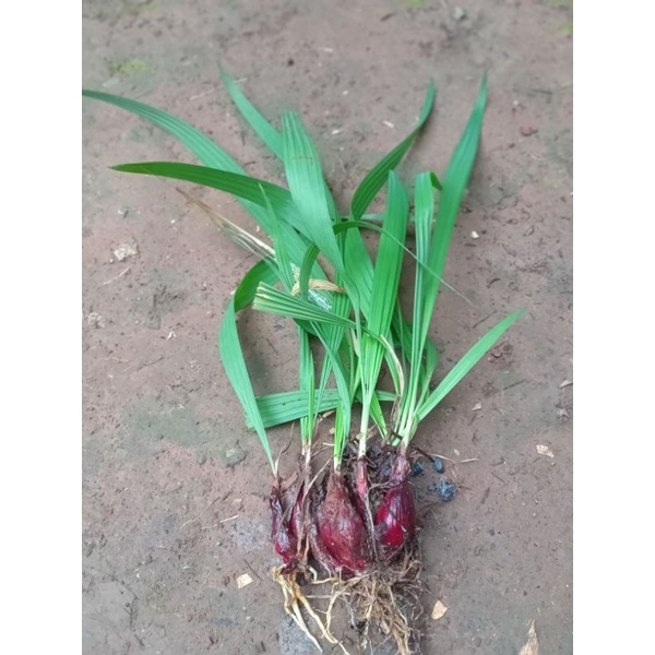 

Bibit bawang Dayak bahan herbal